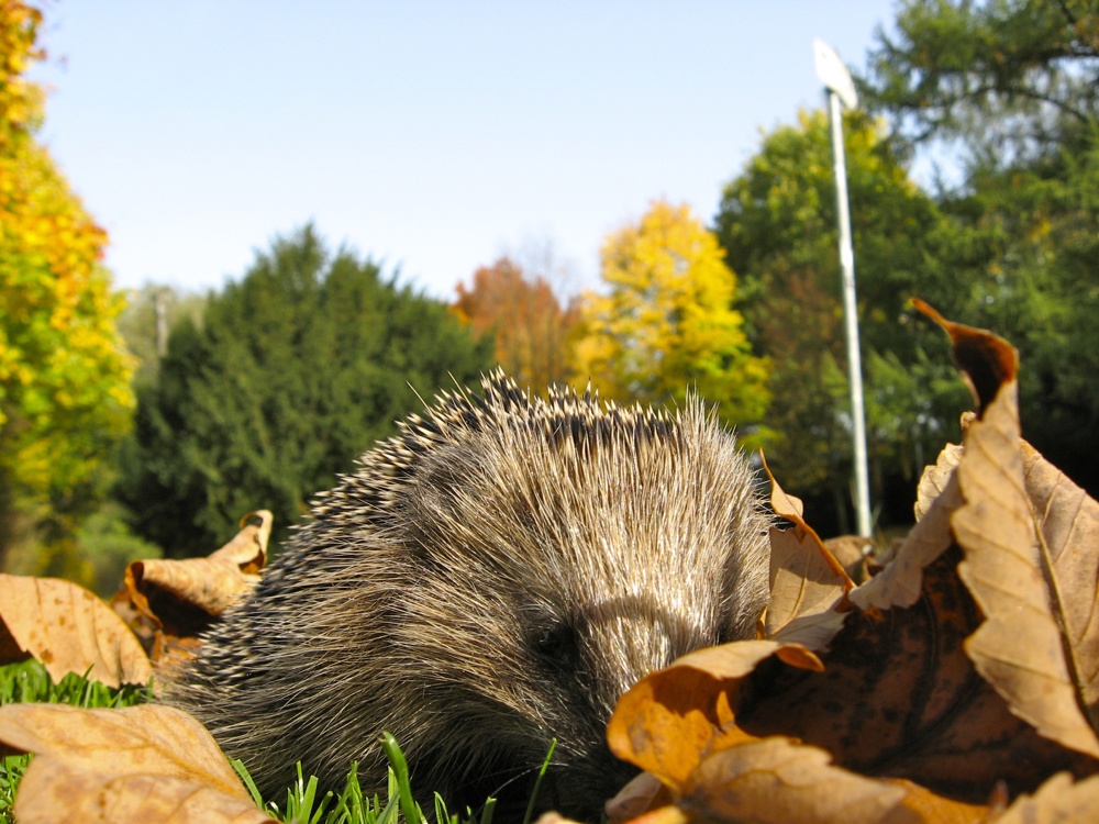 igel