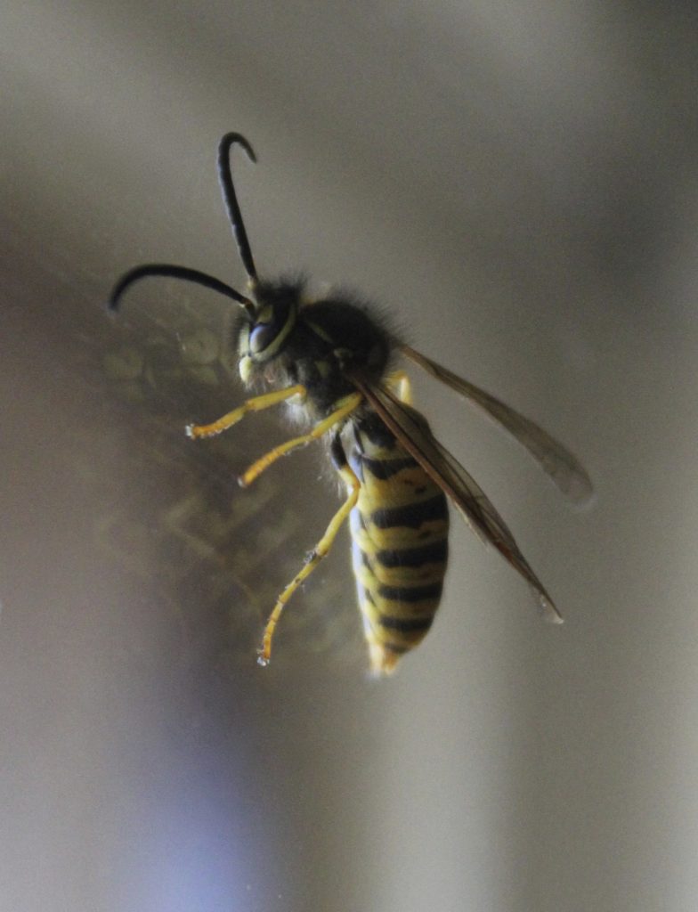 Wasp