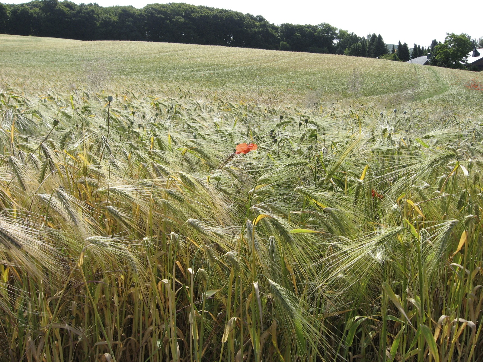Feld