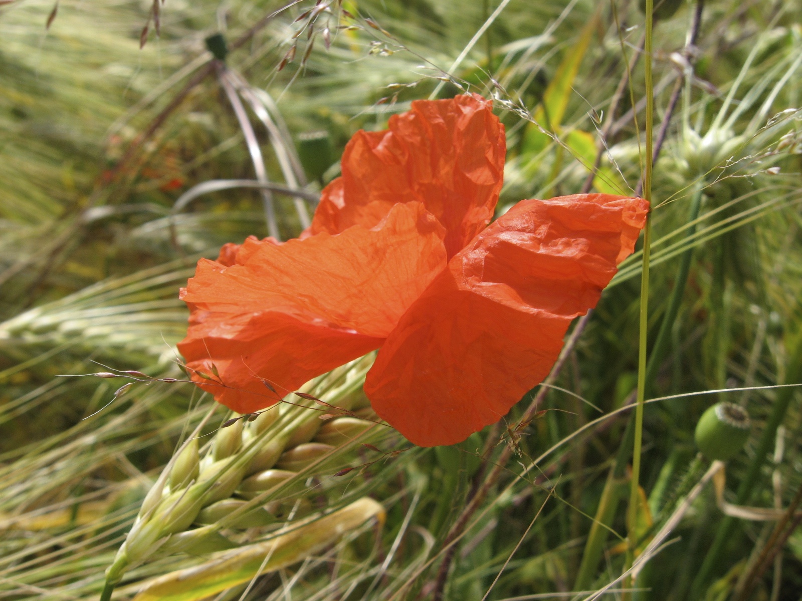 Blume