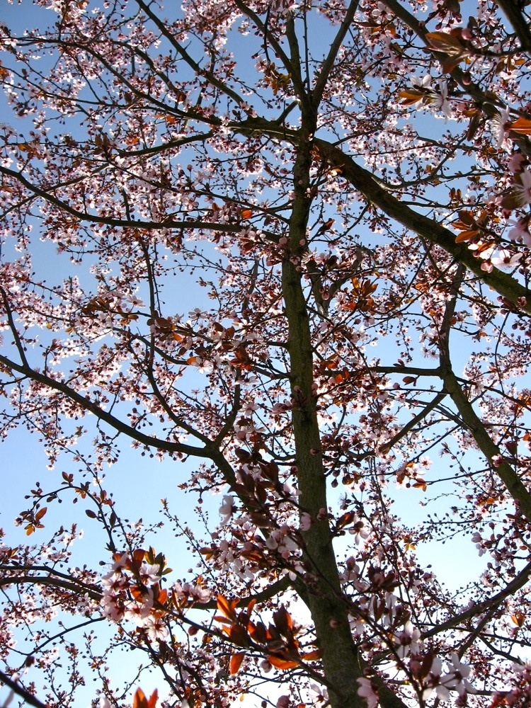 Frühling