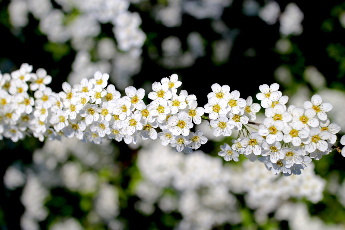 flowers1