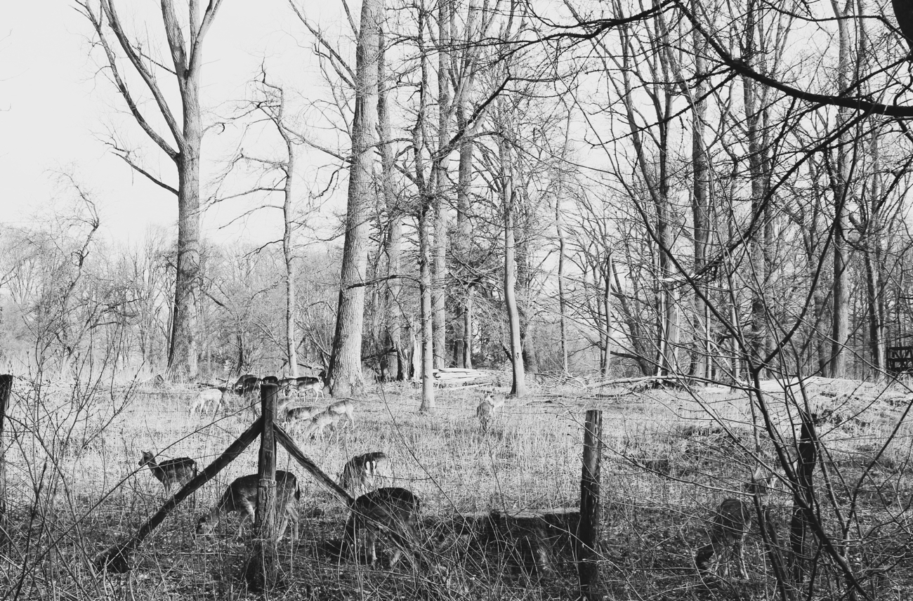 Wildpark