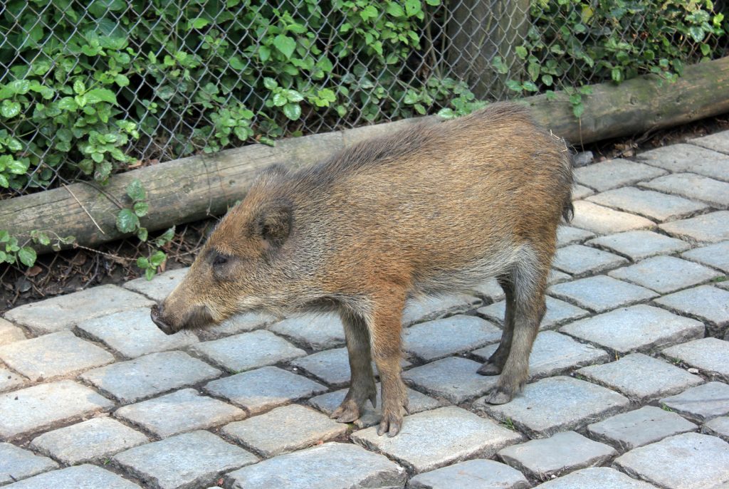 wildhog